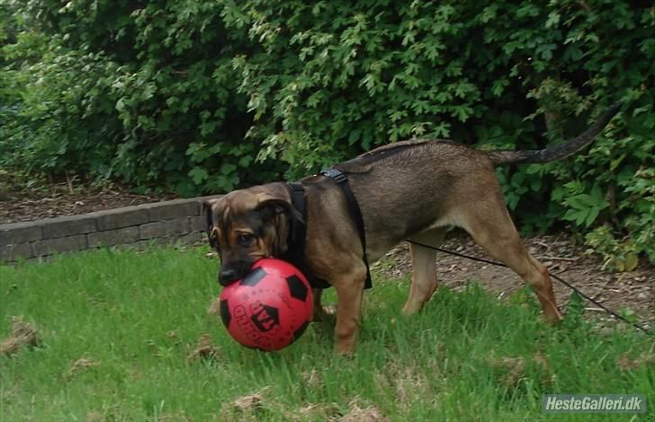 Blanding af racer Luna - 14 uger billede 9