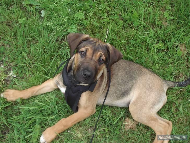 Blanding af racer Luna - 14 uger billede 10