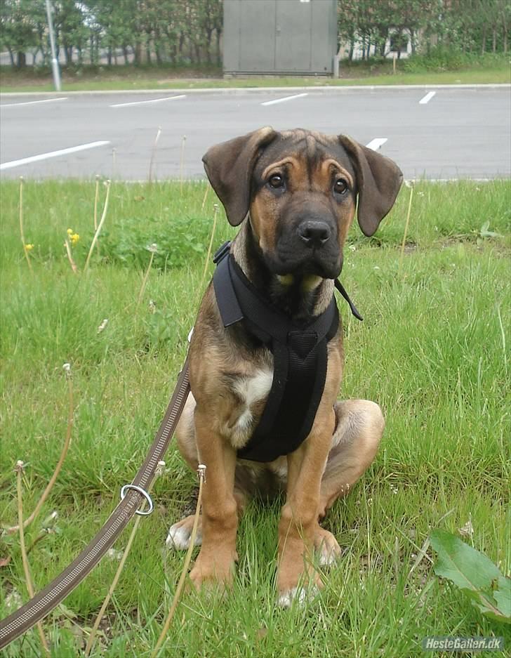 Blanding af racer Luna - 14 uger billede 11