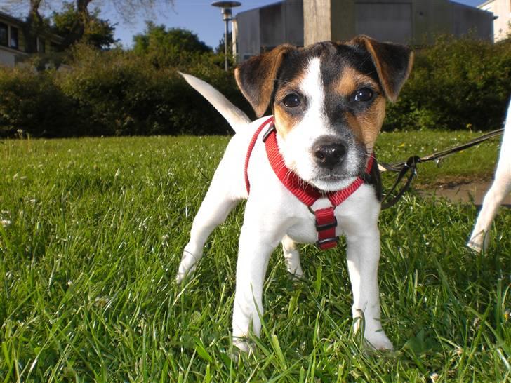 Parson russell terrier DKGCH Duvå Flicka III - Flicka 11 uger gammel billede 1