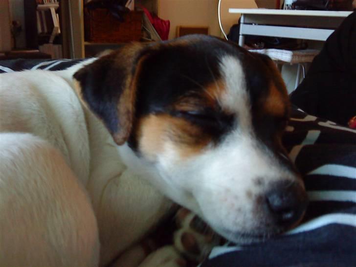 Parson russell terrier DKGCH Duvå Flicka III - Smiler selv i søvne billede 2