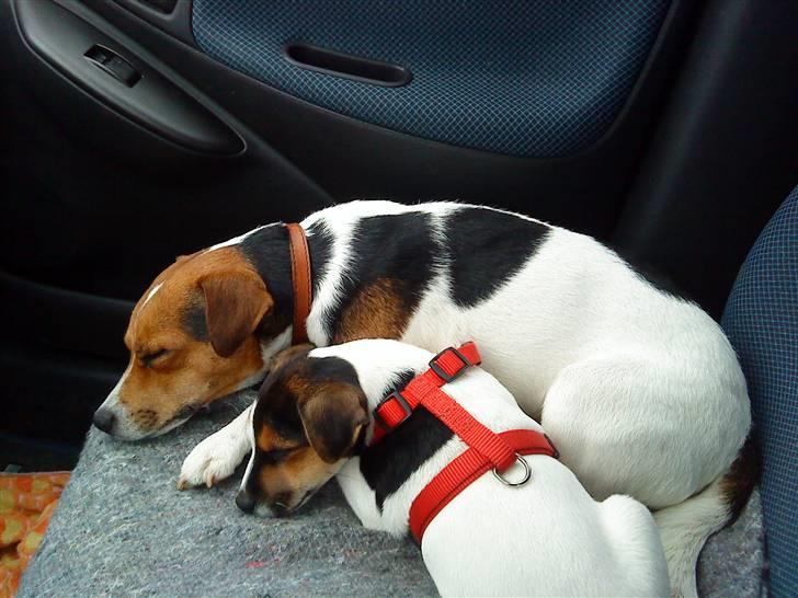 Parson russell terrier DKGCH Duvå Flicka III - Den bedste måde at køre i bil med mor og Figo billede 3