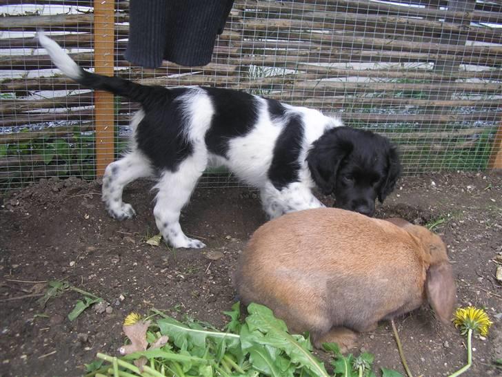 Stabijhoun Leffe billede 1