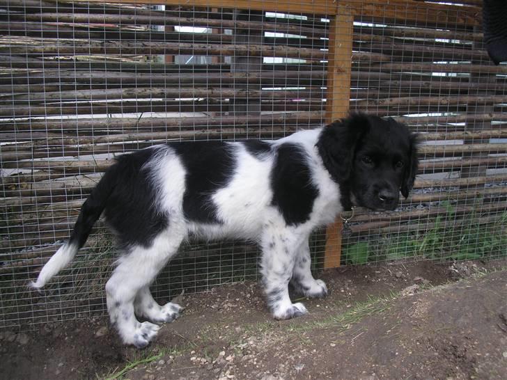 Stabijhoun Leffe billede 2