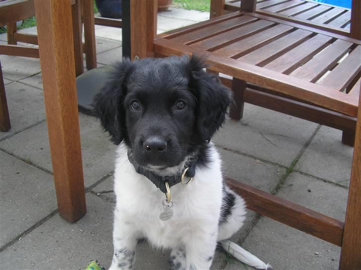 Stabijhoun Leffe billede 4