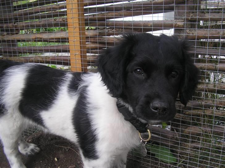 Stabijhoun Leffe billede 5