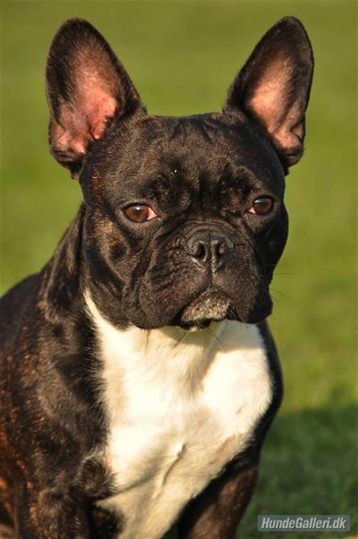 Fransk bulldog Kessler billede 1