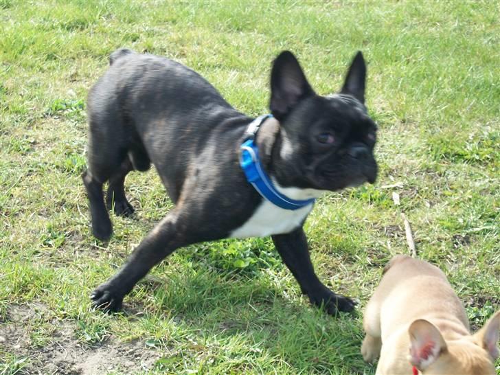 Fransk bulldog Kessler billede 2