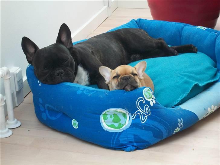 Fransk bulldog Kessler billede 3