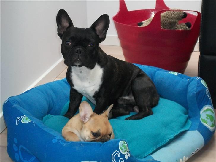 Fransk bulldog Kessler billede 4