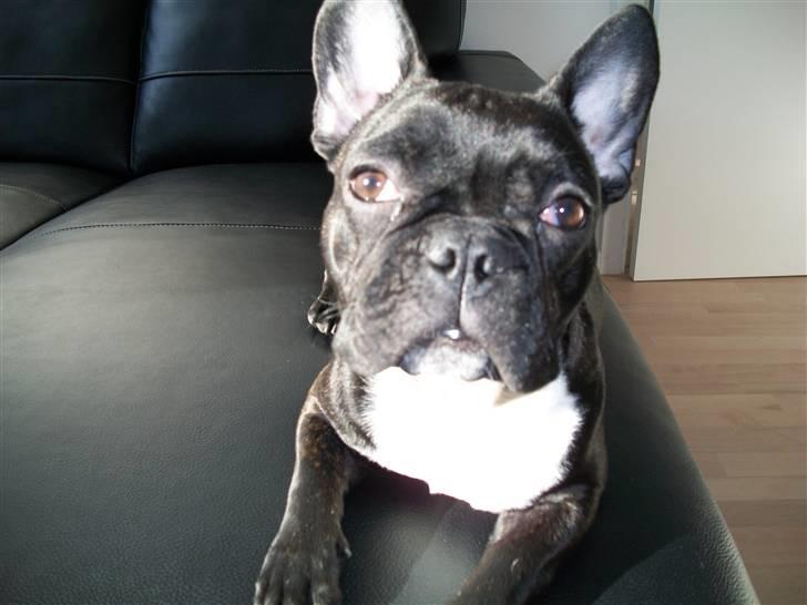 Fransk bulldog Kessler billede 5
