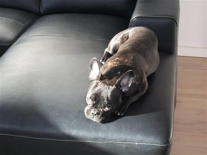 Fransk bulldog Kessler billede 6