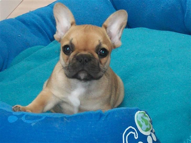 Fransk bulldog Freja billede 1