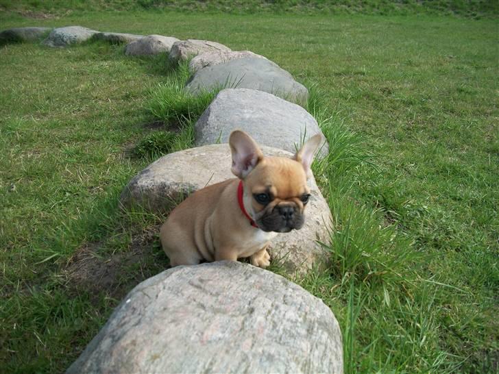 Fransk bulldog Freja billede 2