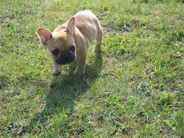 Fransk bulldog Freja billede 3