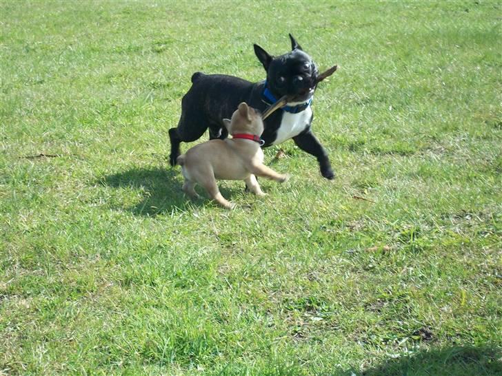 Fransk bulldog Freja billede 4