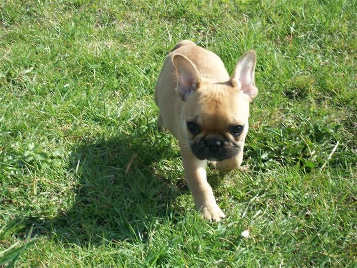 Fransk bulldog Freja billede 5