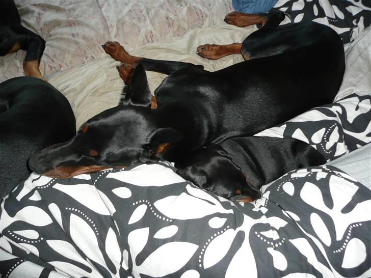 Dobermann Bomb. Cody di Altobello R I P 19.7.2014 billede 12