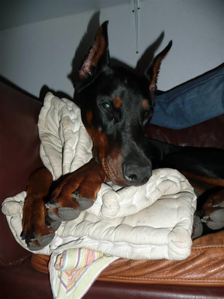 Dobermann Bomb. Cody di Altobello R I P 19.7.2014 billede 13