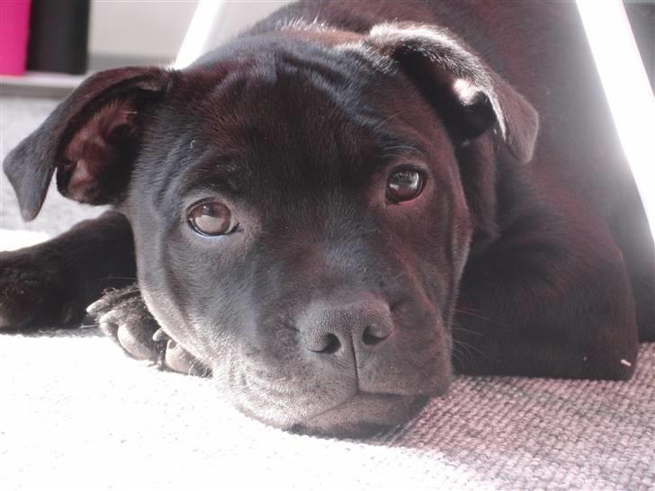 Staffordshire bull terrier Purestaffs Bright Hope Mi billede 6