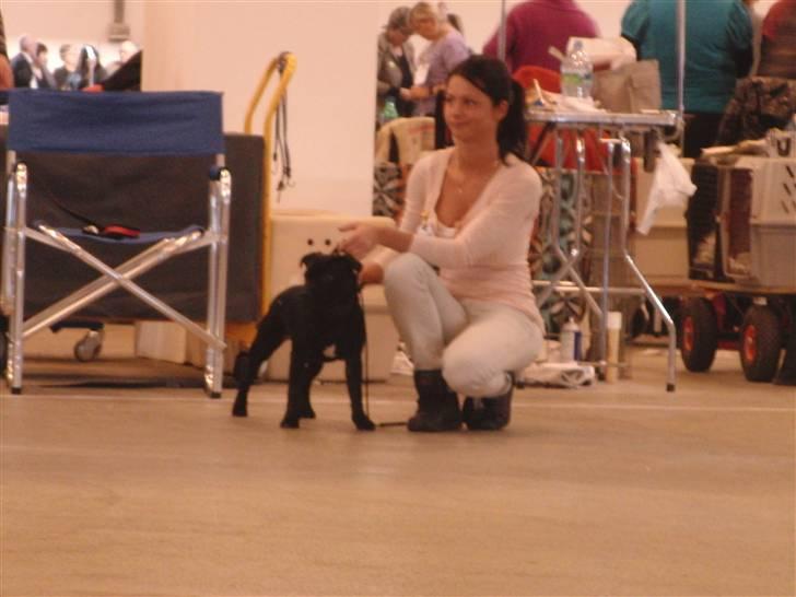 Staffordshire bull terrier Purestaffs Bright Hope Mi billede 7