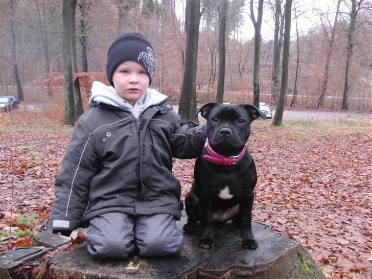 Staffordshire bull terrier Purestaffs Bright Hope Mi - min morbror og jeg billede 8