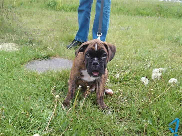 Boxer Diego Marlin billede 1