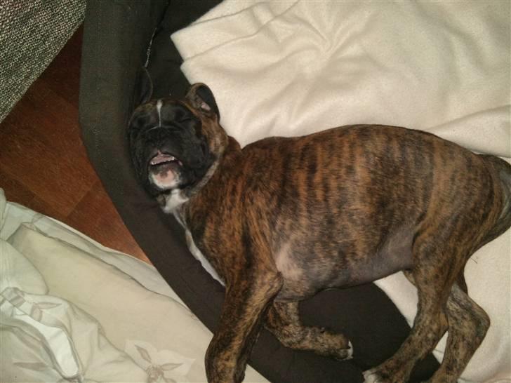 Boxer Diego Marlin - Når man sover allerbedst billede 2