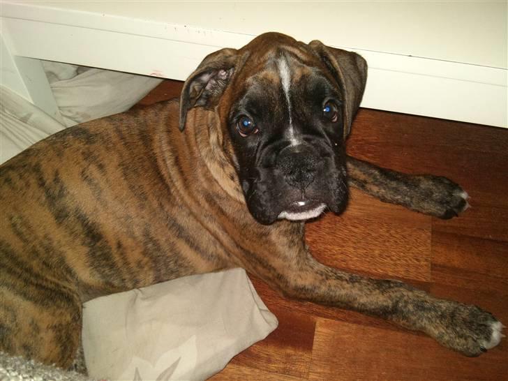 Boxer Diego Marlin billede 3