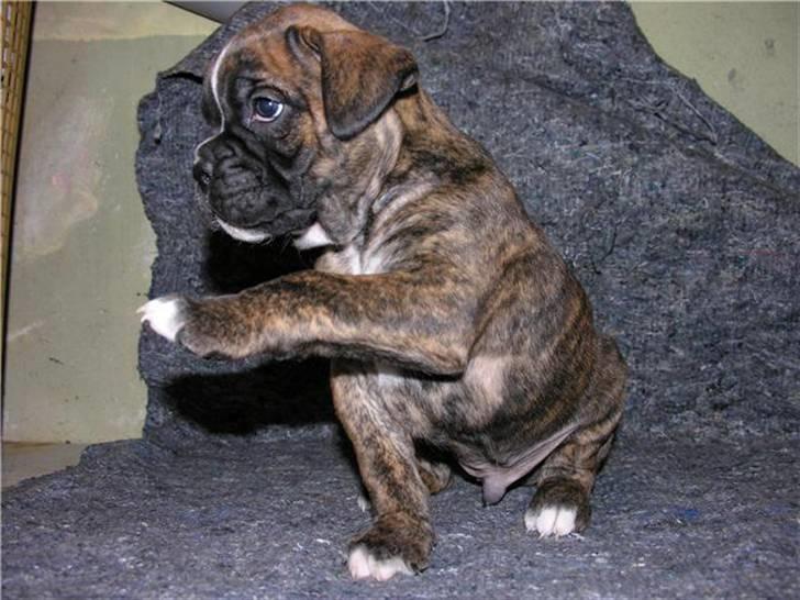 Boxer Diego Marlin billede 4