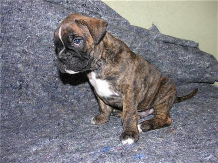 Boxer Diego Marlin billede 5