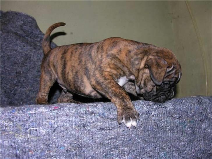 Boxer Diego Marlin billede 6