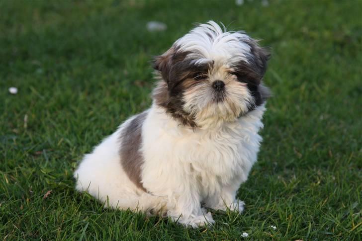 Shih tzu Emma billede 1