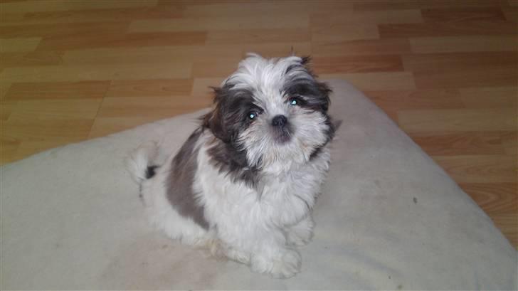 Shih tzu Emma billede 2
