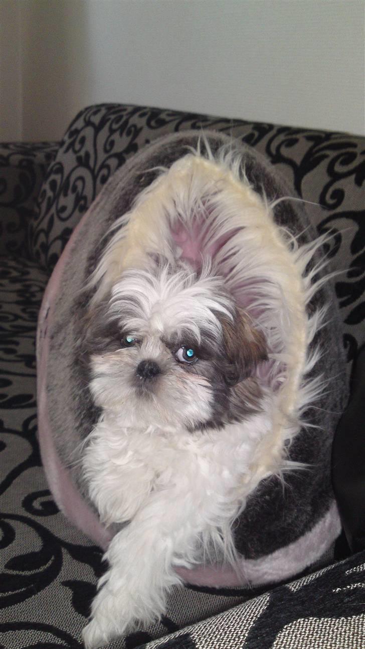 Shih tzu Emma billede 3