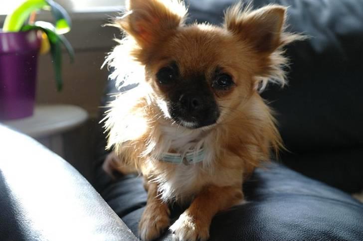 Chihuahua Aslan be my dream *udstationeret* - Aslan 1 år :-) billede 1