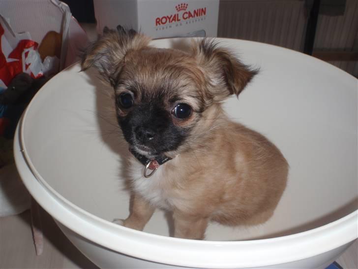 Chihuahua Aslan be my dream *udstationeret* - Her bliver jeg lige vejet :-) billede 2