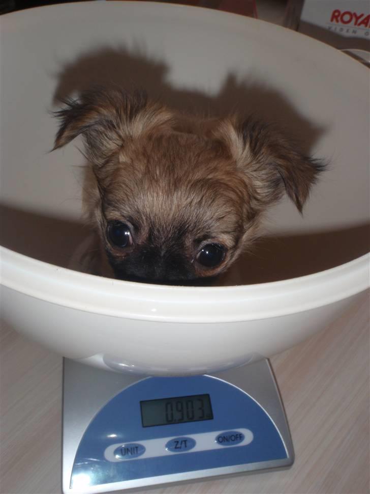 Chihuahua Aslan be my dream *udstationeret* - Titte bøøh...... billede 3