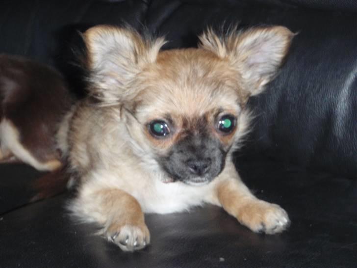 Chihuahua Aslan be my dream *udstationeret* - Er der nogen der er med på noget sjovt?? billede 4