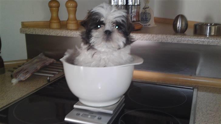 Shih tzu Emma - her bliver Emma vejet første gang og vejede 1520 gr ( 10 uger gammel) billede 4