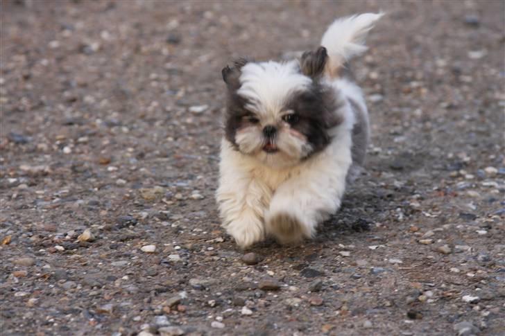Shih tzu Emma billede 5