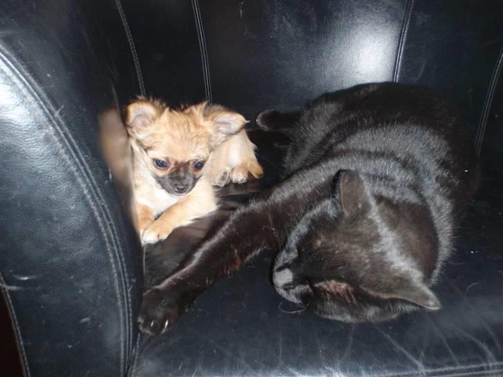 Chihuahua Aslan be my dream *udstationeret* - Mig og min BEDSTE ven, ham driller jeg kun lidt...... er du GAL nogen klør sådan en panter har!!! ;-) billede 5