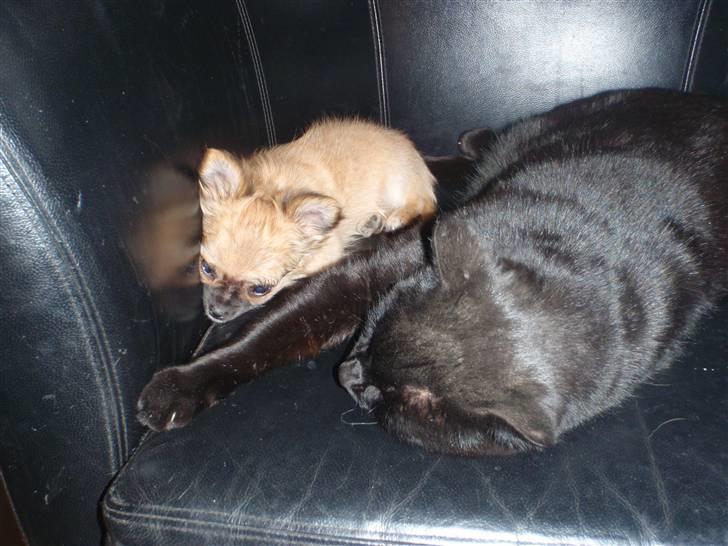 Chihuahua Aslan be my dream *udstationeret* - Men han er rigtig god at sove sammen med...... billede 6