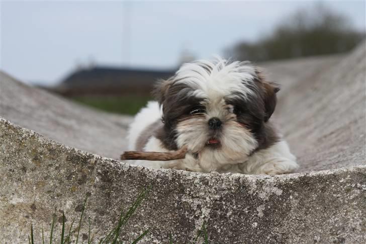 Shih tzu Emma billede 6