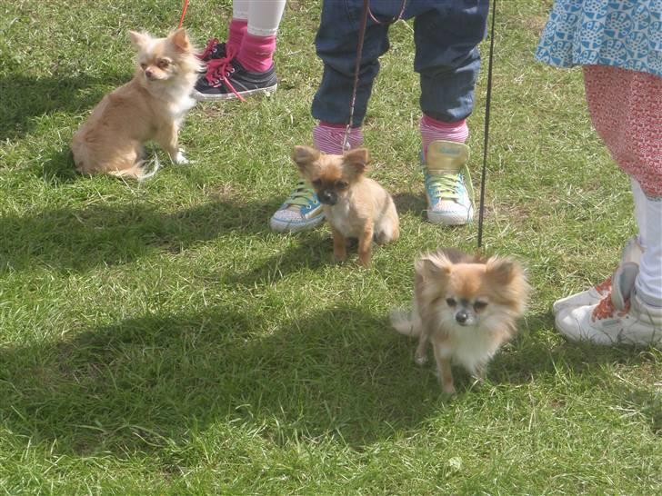 Chihuahua Aslan be my dream *udstationeret* - Her er jeg i ringen i barn og hund i Næstved sammen med min hundemor Rødebro´s Mitzi og min hundefar 1414´s Damian. billede 7