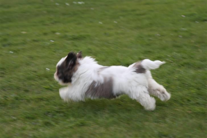 Shih tzu Emma billede 7