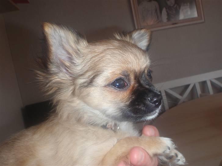 Chihuahua Aslan be my dream *udstationeret* billede 8