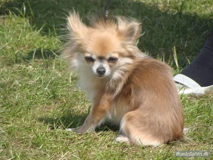 Chihuahua Aslan be my dream *udstationeret* - Min smukke far 1414´s Damian. billede 9
