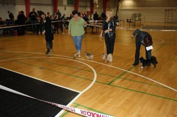 Chihuahua Aslan be my dream *udstationeret* - Her bliver vi præsenteret i ringen i 4 generationer til den internationale udstilling i Køge...... først mig Aslan be my dream, så min far 1414´s Damian, min farfar 1414´s Akon og min oldefar Birkedal´s Shaggy. billede 10