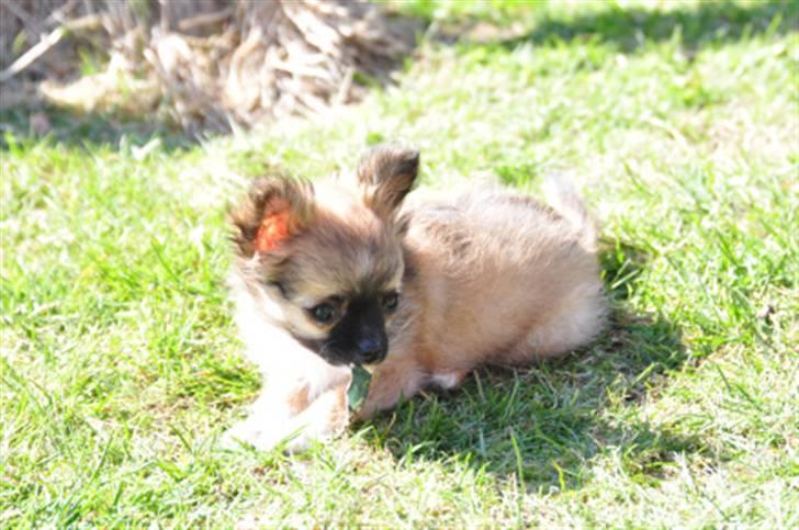 Chihuahua Aslan be my dream *udstationeret* - Min lillebror "Amaro be my dream" han er også herinde........ han bor hos Kristie i København :-) billede 12